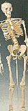 Mr. Tall Skeleton2